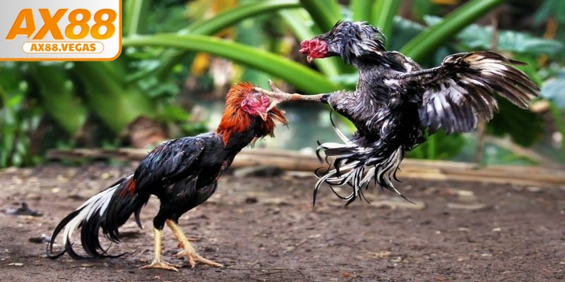 Đá gà được xem là hình thức giải trí lâu đời, phổ biến ở nhiều nơi