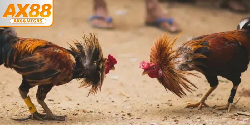 Hiểu rõ cách chơi đá gà là bước nền tảng để người chơi nâng cao dự đoán