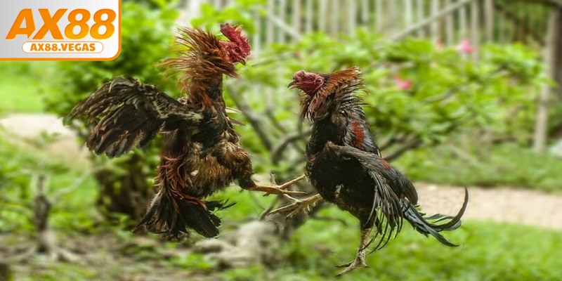 Hướng dẫn chi tiết cách chơi đá gà chuẩn dành cho người mới