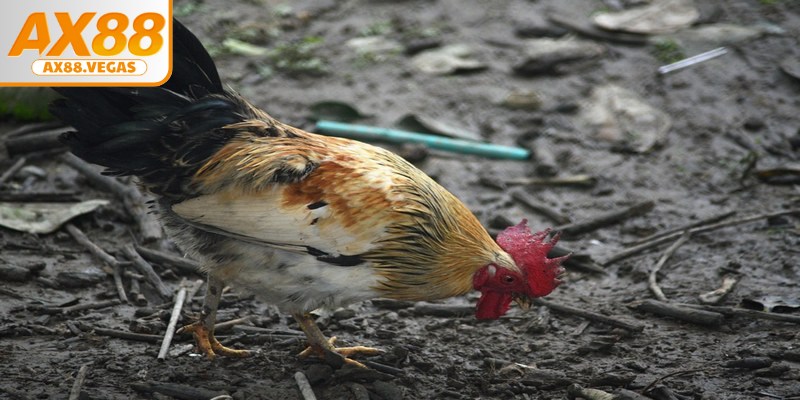 Nên chú ý đến chế độ ăn uống và bổ sung dinh dưỡng cho chiến kê