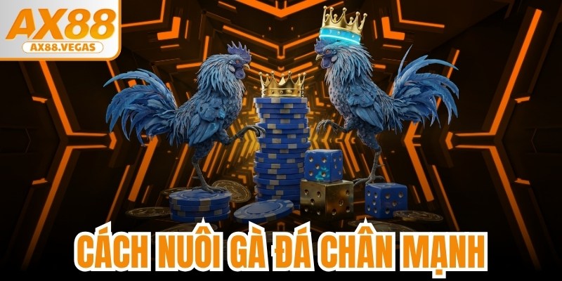 Cách Nuôi Gà Đá Chân Mạnh