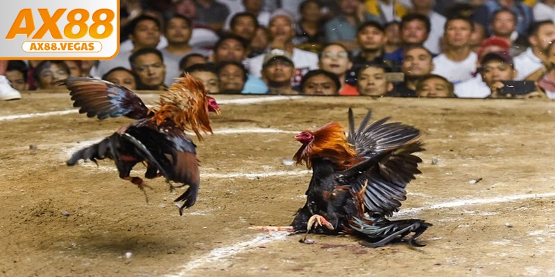 Trải nghiệm đá gà với hình ảnh sắc nét, âm thanh chân thực