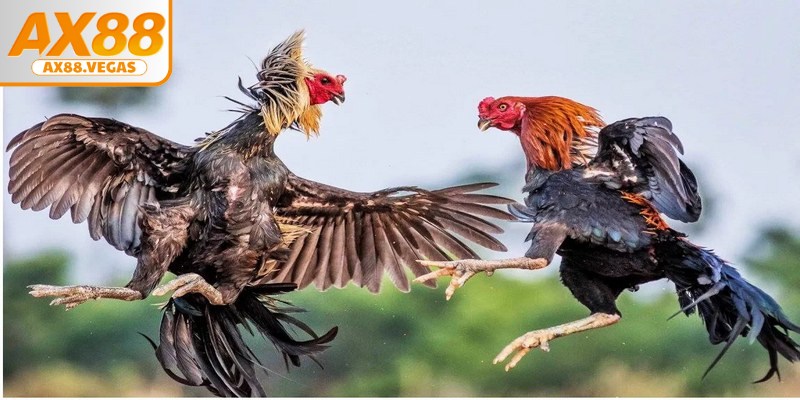 Sức mạnh làm nên sức hút của đá gà AX88