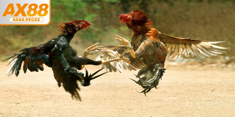 Những lợi ích người chơi nhận được từ đá gà