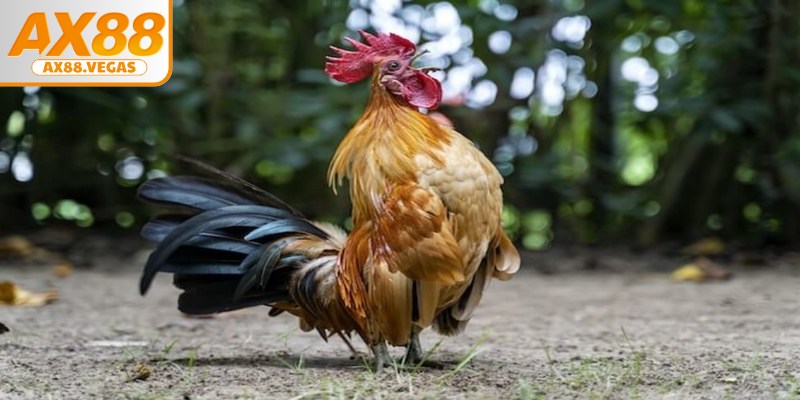 Luật chấp gà cựa sắt đóng vai trò vô cùng quan trọng để đảm bảo tính công bằng