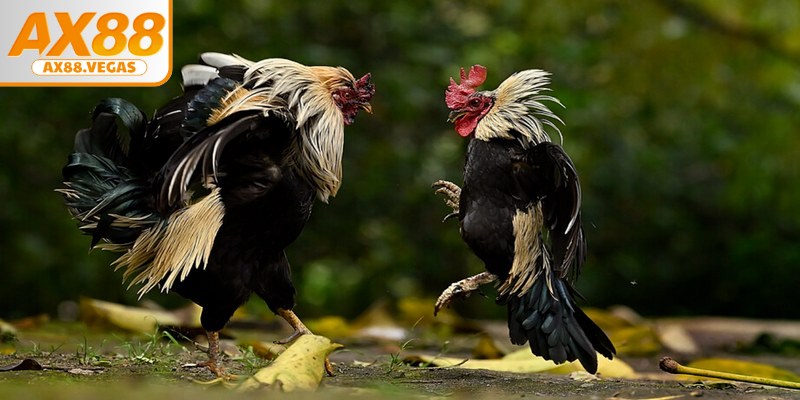 Mỗi loại cựa và độ sắc của chúng đều khác nhau