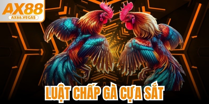 Luật Chấp Gà Cựa Sắt